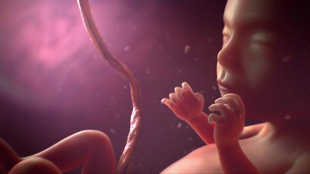 Baby_in_womb